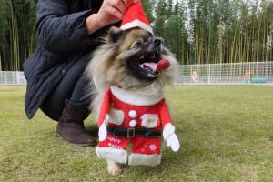 2014_110511-5サンタぽんきち