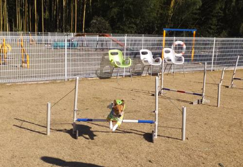 2014_122812-22チャッピージャンプ