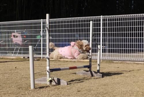 2014_121912-16つばさ２