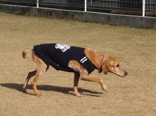 2014_122212-17あんず