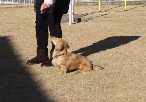 2014_121512-13しつけチーズ