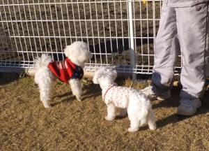 2014_122312-18タッキーメル