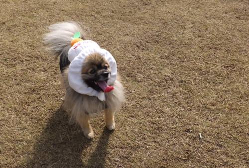 2014_121012-8おもちぽん