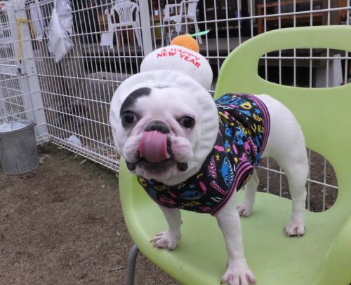 2014_121212-9餅チェルシー１