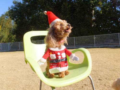 2014_120812-6モモサンタ