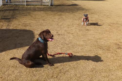 2014_122012-17ララちゃん