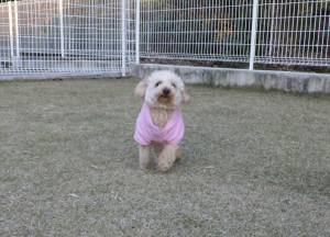 2014_120812-6りっつ