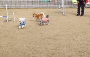 2014_122012-17三匹