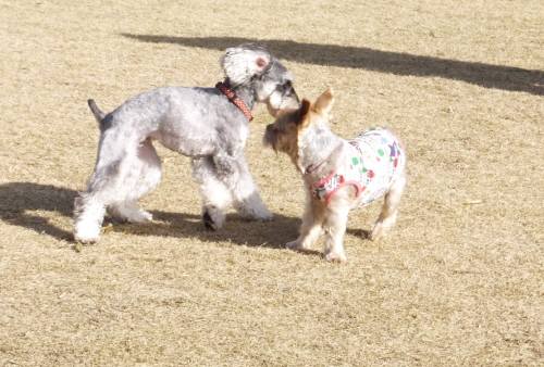 2014_121412-11シンジマーヤ