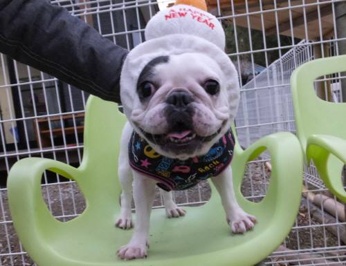 2014_121212-9餅チェルシー