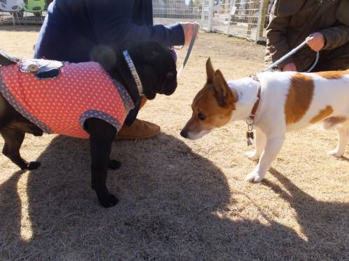 2014_122312-18テンチャッピー