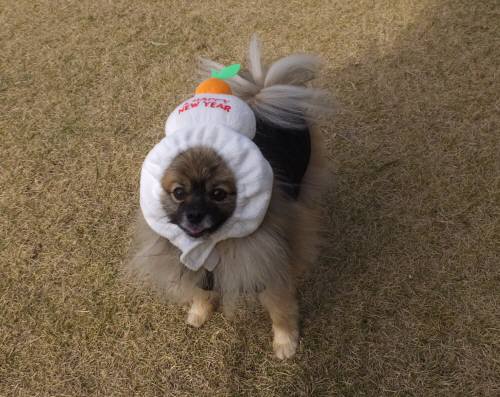 2014_121012-8おもち