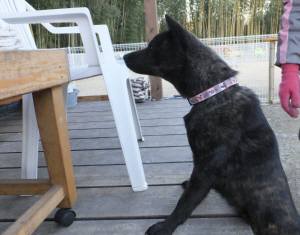 2014_122712-21サクラ