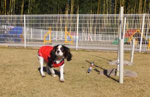 2014_120812-6あられ