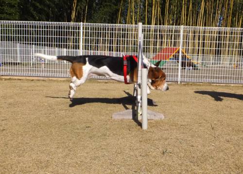 2014_121912-16マロン