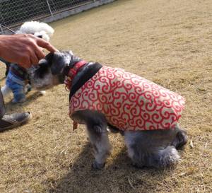 2014_122012-17ちゃんちゃんこ１