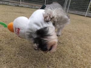 2014_121212-9茶々１