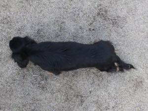 2014_121412-11アンリ