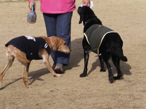 2014_122212-17二匹