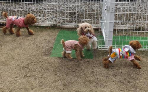 2014_120612-4トイプー１