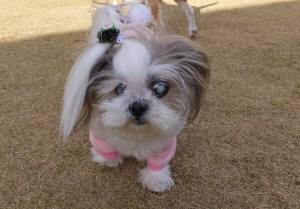 2014_121312-1ランちゃん