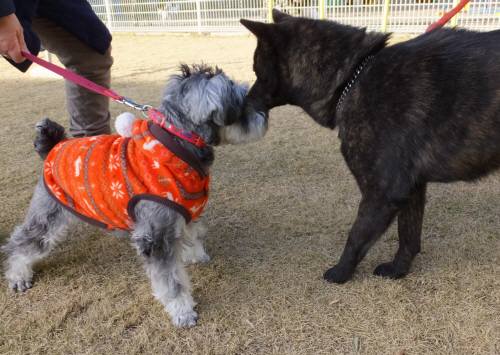 2014_121312-1サクラとモグ