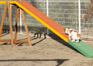 2014_121312-1ドッグウォーク