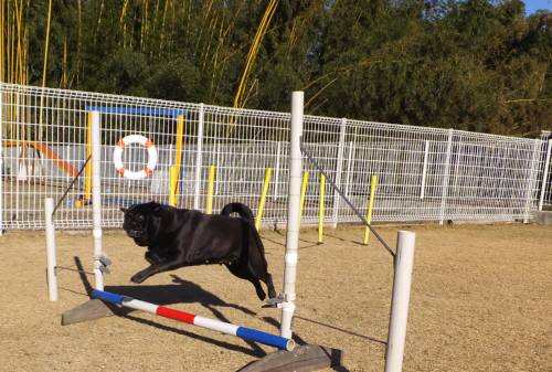 2014_122312-18おはぎジャンプ