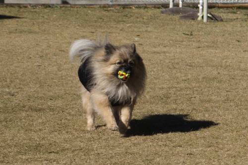 2014_120312-2ポンキチ