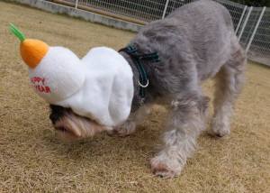 2014_121212-9茶々２