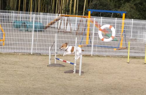 2014_120612-4チャッピー