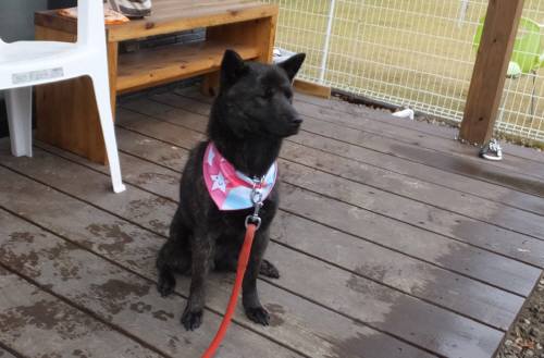 2014_120212-1さくら