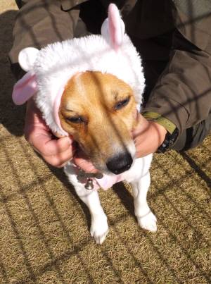 2014_121312-1羊チャッピー