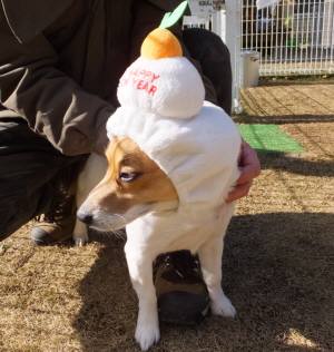 2014_121312-1もちチャッピー