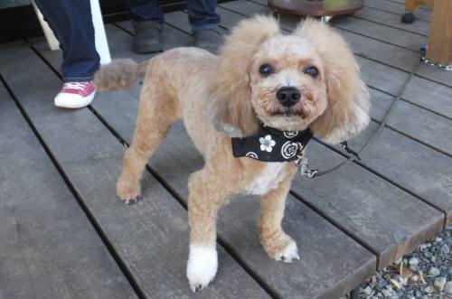 2014_123012-23カール