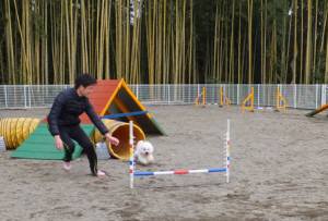 2014_122012-17アムル2