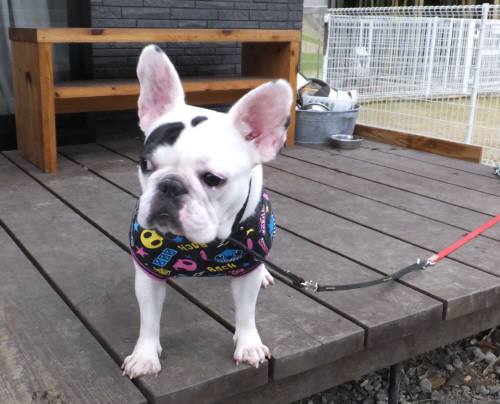 2014_121212-9チェルシー