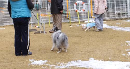 2014_121712-15しつけ