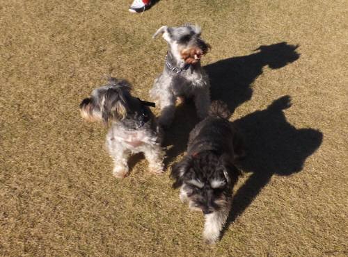 2014_120312-2３シュナ