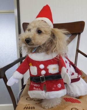 2014_120612-4キナコ