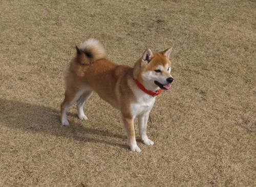 2014_122012-17あいちゃん