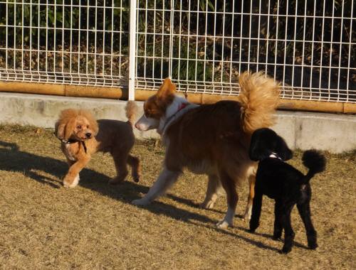 2014_123012-23カールウルーシェリー