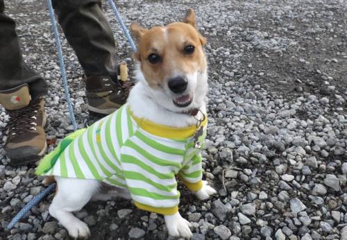 2014_121912-16チャッピー