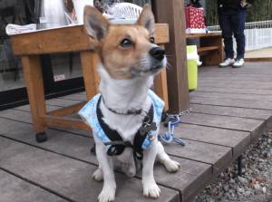 ２2014_122012-17チャッピー