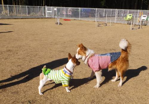 2014_122812-22チャッピーシェリー