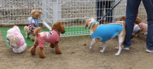 2014_120612-4トイプー２