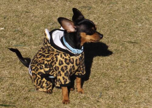 2014_120212-1シオン