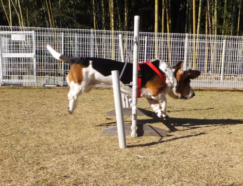 2014_120812-6まろん