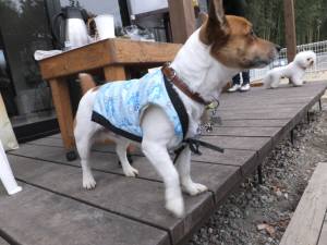 2014_122012-17ちゃんちゃんチャッピー