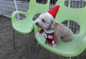 2014_120812-6りっつサンタ